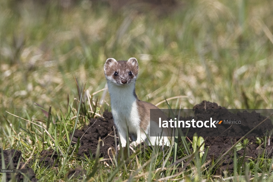 Cola corta la comadreja (Mustela erminea) en la capa de transición, Alemania