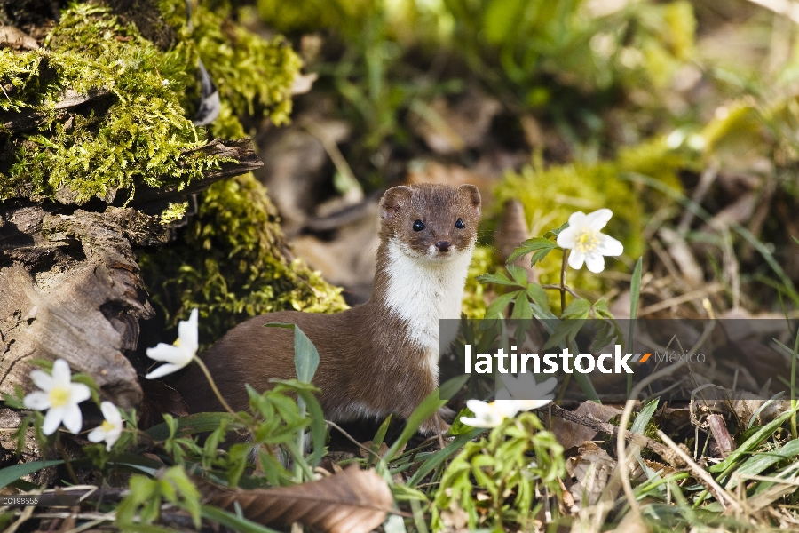 Comadreja (Mustela nivalis) en medio de flores silvestres, Alemania