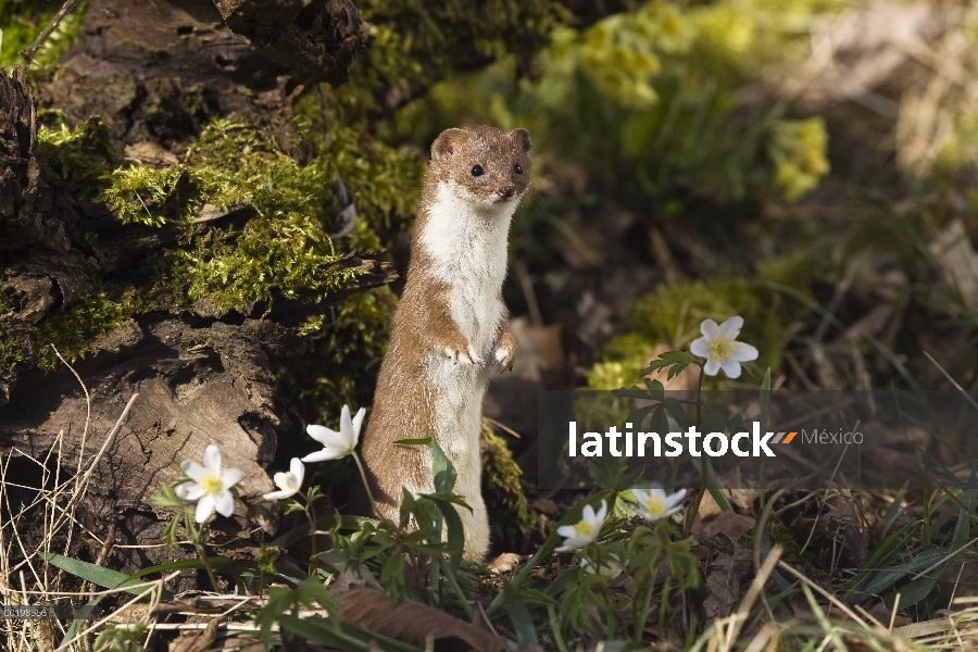 Menos comadreja (nivalis de Mustela) de pie en posición vertical, Alemania