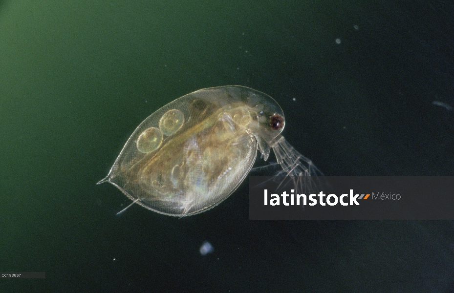 Pulga de agua (Daphnia pulex) con los huevos en el saco cría, Alemania