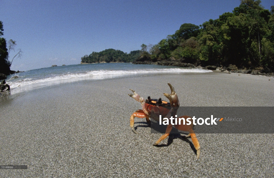 Cangrejo de Halloween (Gecarcinus quadratus) en postura defensiva en la playa, Manuel Antonio Nation