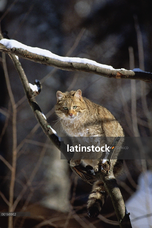 Gato montés (Felis silvestris) en rama de árbol, Alemania