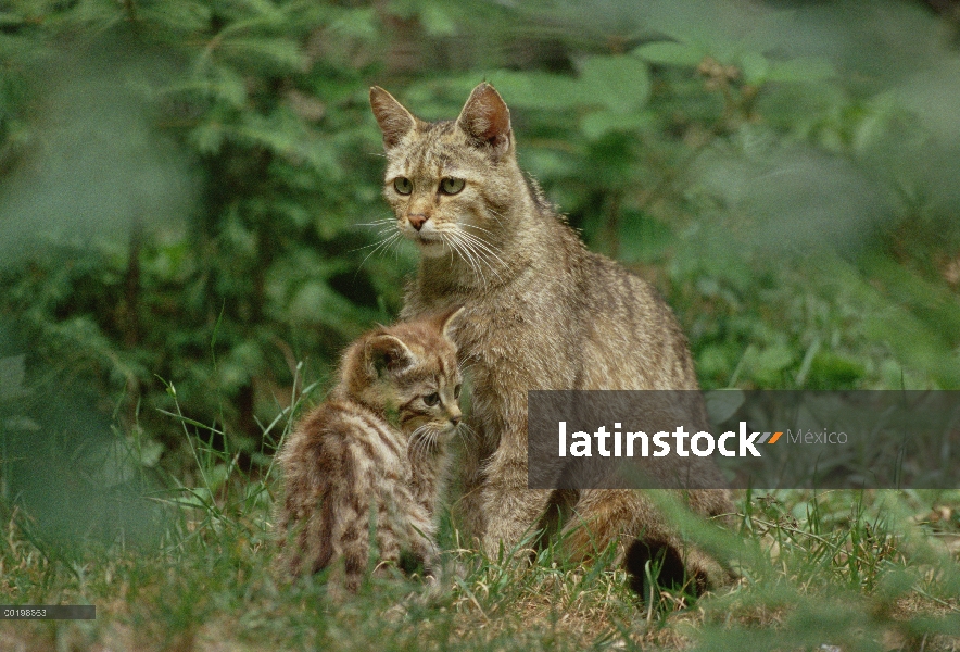 Padre de gato (Felis silvestris) salvaje con gatito, Alemania