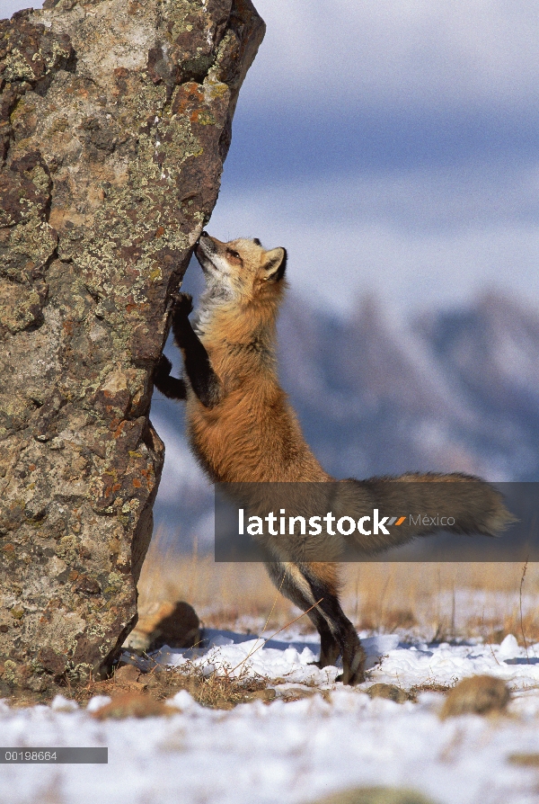 Zorro rojo (Vulpes vulpes) que huele a rock, América del norte