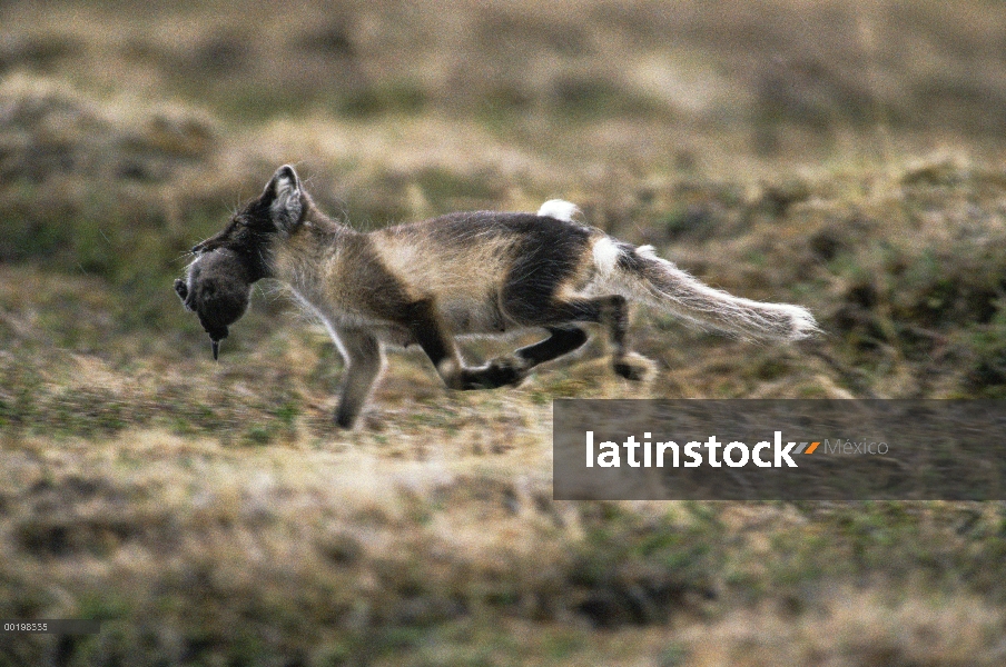 Madre del zorro ártico (Alopex lagopus) en la capa de transición lleva kit, América del norte