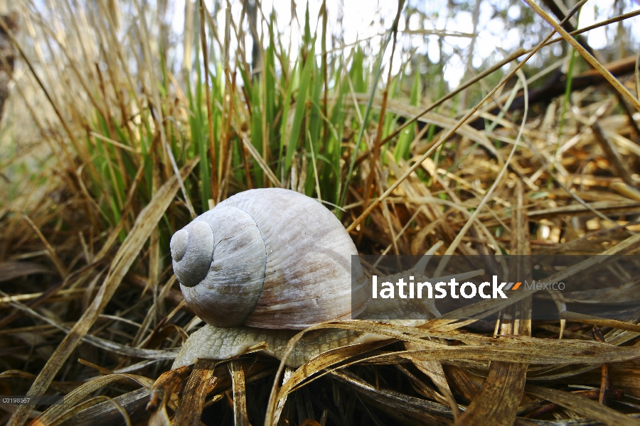 Caracol comestible (Helix pomatia), Baviera, Alemania