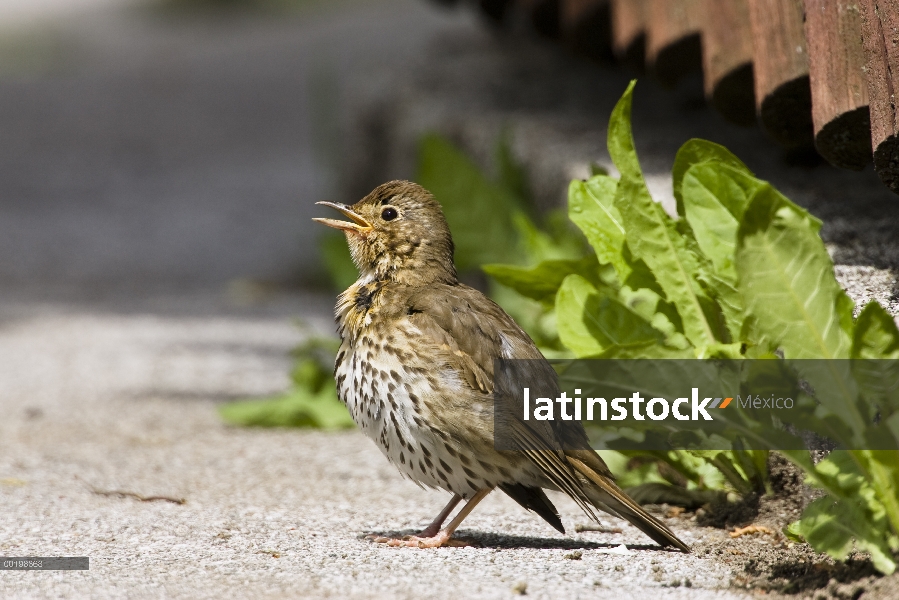 Zorzal común (Turdus philomelos) cantando, Alemania