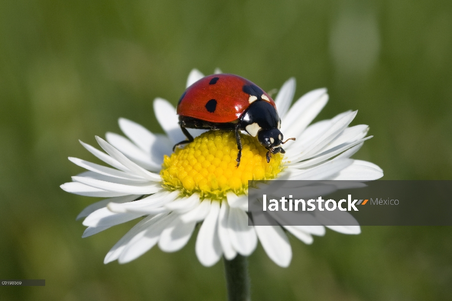 Siete manchas Mariquita (Coccinella septempunctata) en Margarita común (Bellis perennis), Alemania