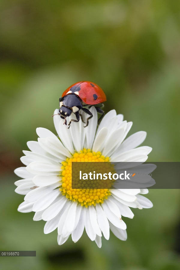 Siete manchas Mariquita (Coccinella septempunctata) en Margarita común (Bellis perennis), Alemania