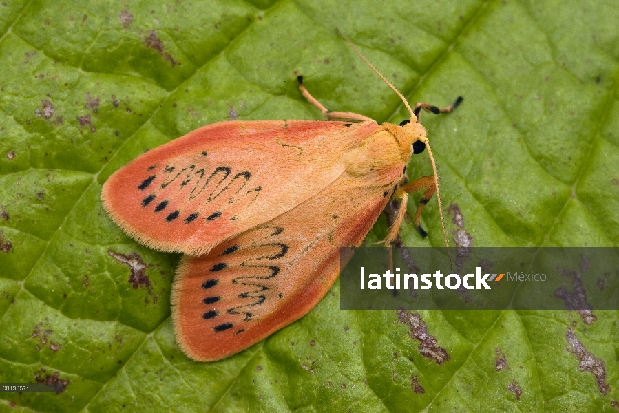 Rosa Lacayo (miniata Miltochrista) en hoja, Baviera, Alemania