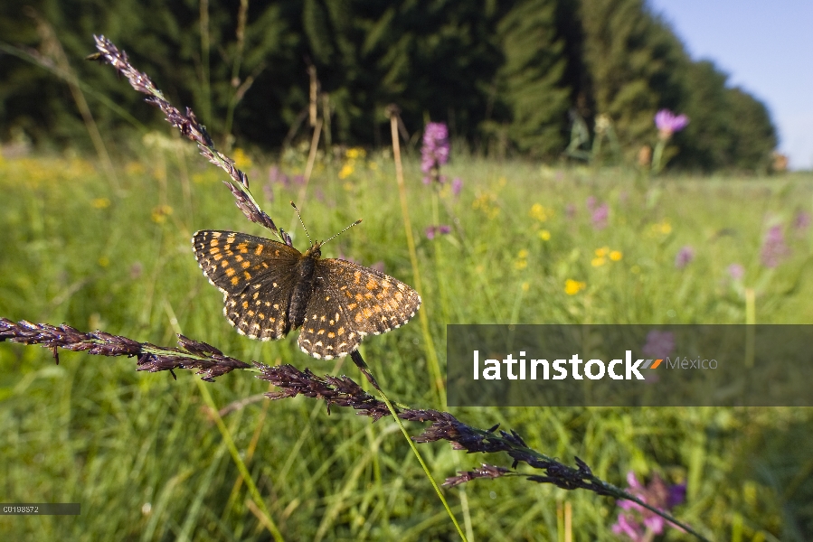 Falso brezo Fritillary (Melitaea diamina) en Prado de la flor, Baviera, Alemania