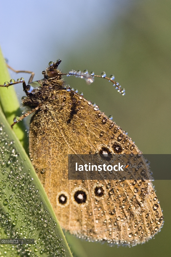 Mariposa de tirabuzón (Aphantopus hyperantus) cubierto de rocío, alta Baviera, Alemania