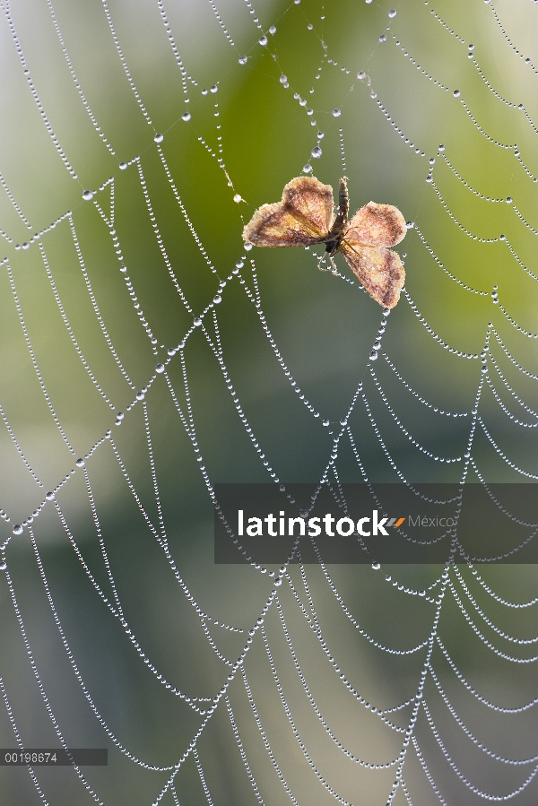 Polilla en telaraña, Baviera, Alemania