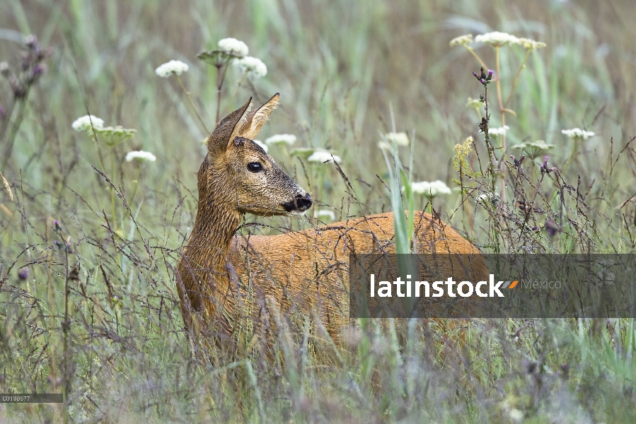 Mujer occidental corzos (Capreolus capreolus) en Prado, Baviera, Alemania