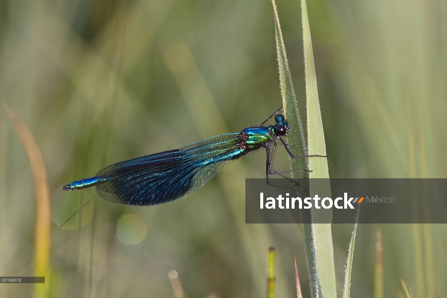 Bandas Demoiselle (Calopteryx splendens) Caballito del diablo, Alemania