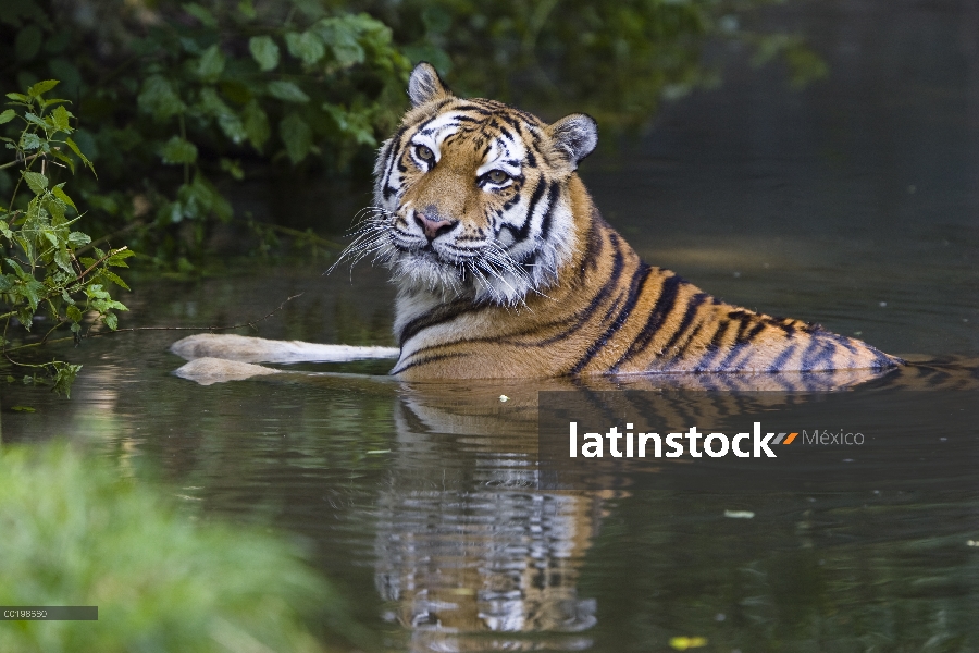 Tigre siberiano (Panthera tigris altaica) bañarse, nativa de Siberia