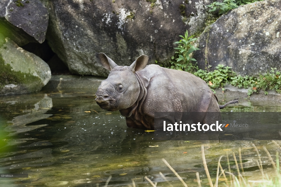 Cría de rinoceronte indio (unicornis del rinoceronte) en agua, originaria de la India