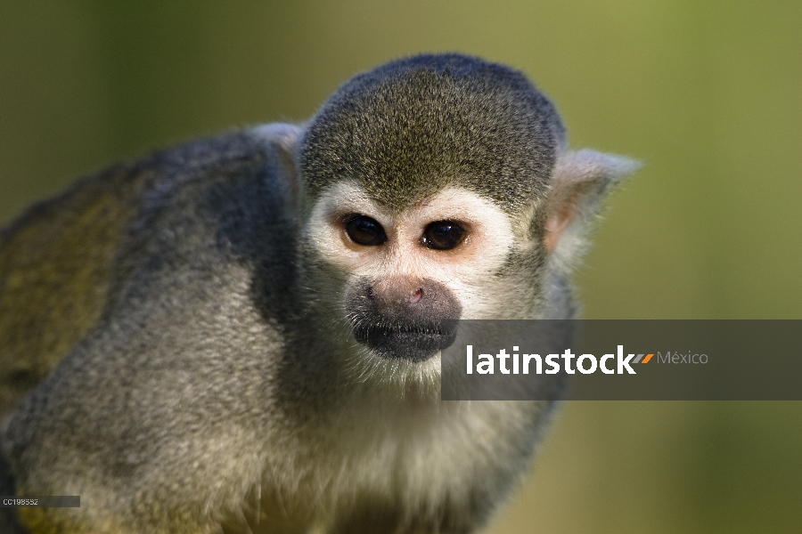 Retrato de América del sur mono ardilla (Saimiri sciureus), nativa de América del sur