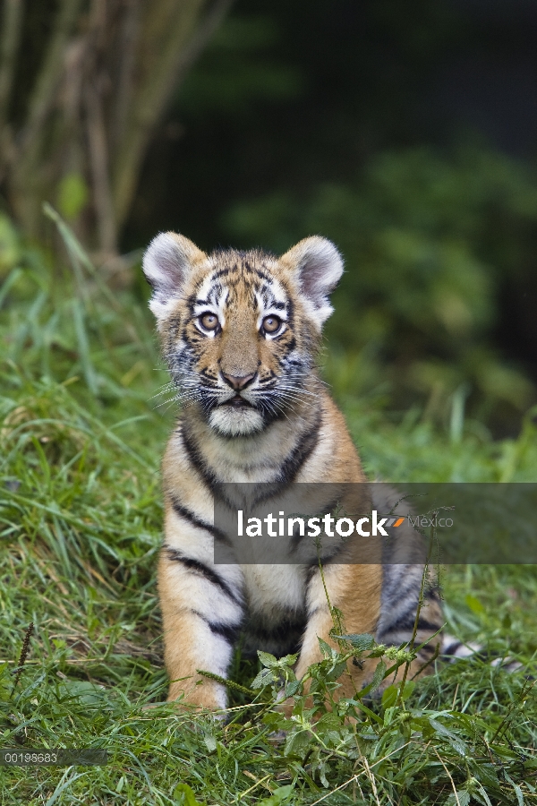 Cachorro de siberiano tigre (Panthera tigris altaica), nativa de Siberia