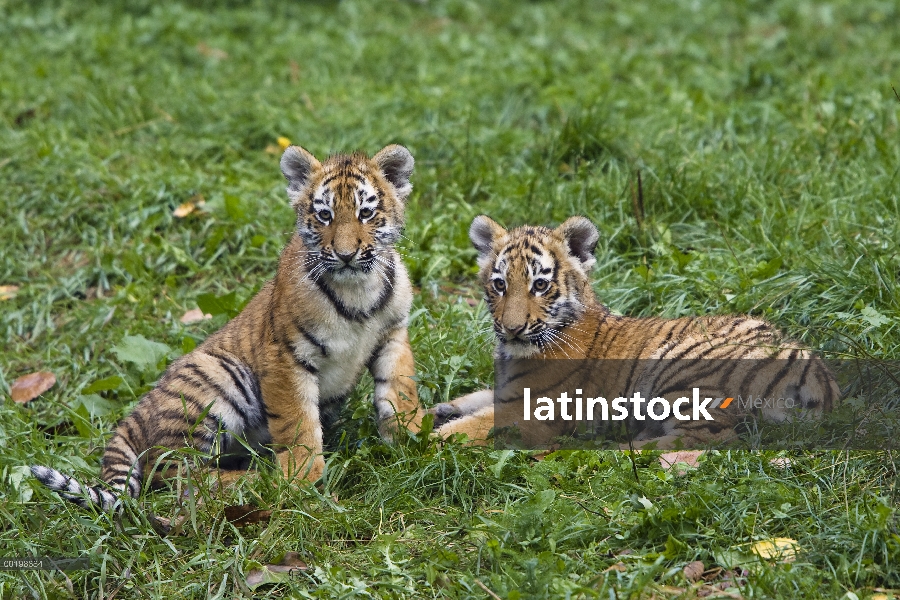 Cachorros de tigre (Panthera tigris altaica) siberiano descanso, nativas de Siberia