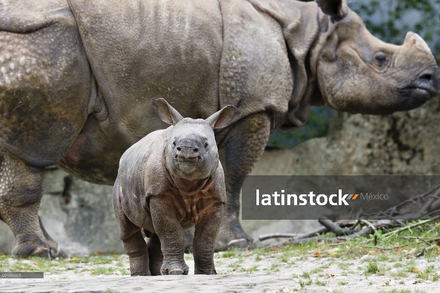 Cría de rinoceronte indio (unicornis del rinoceronte) con madre, originaria de la India