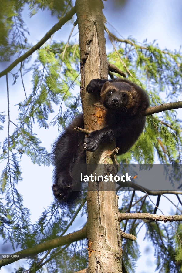 Glotón (Gulo gulo) descansando en el árbol, nativo de América del norte y Europa