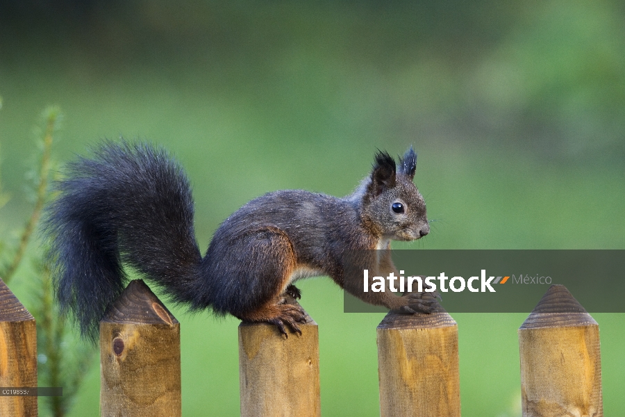 Ardilla roja Eurasiática (Sciurus vulgaris) en la valla, Baviera, Alemania