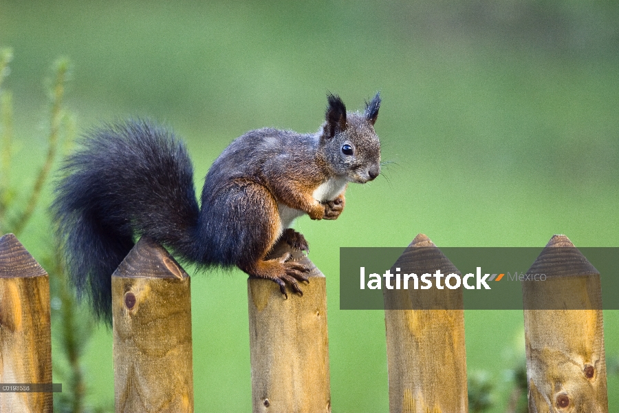 Ardilla roja Eurasiática (Sciurus vulgaris) sobre la cerca del jardín, Baviera, Alemania