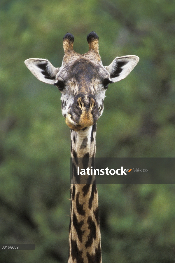 Retrato de jirafa Masai (Giraffa tippelskirchi), Parque Nacional del Serengeti, Tanzania