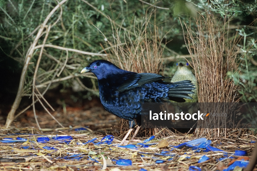 Raso hombre Newtonia (Ptilonorhynchus violaceus) en medio de adornos azul con mujer en bower, Victor