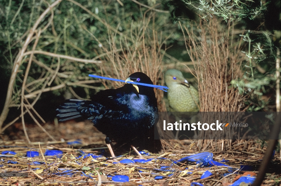 Raso hombre Newtonia (Ptilonorhynchus violaceus) arreglo azul adornos para impresionar a mujer en bo