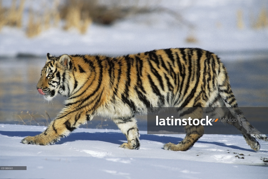 Cachorro de tigre (Panthera tigris altaica) siberiano en nieve, nativa de Siberia