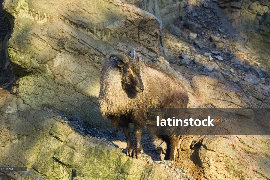 Pie masculino del Himalaya Tahr (Hemitragus jemlahicus) en rocas, nativas de India, Nepal y Tíbet