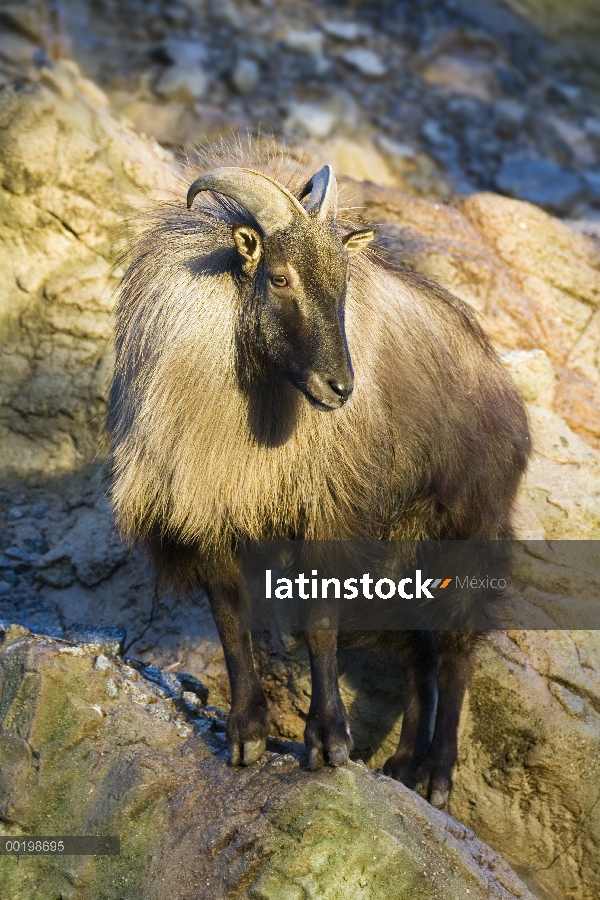 Pie masculino del Himalaya Tahr (Hemitragus jemlahicus) en rocas, nativas de India, Nepal y Tíbet