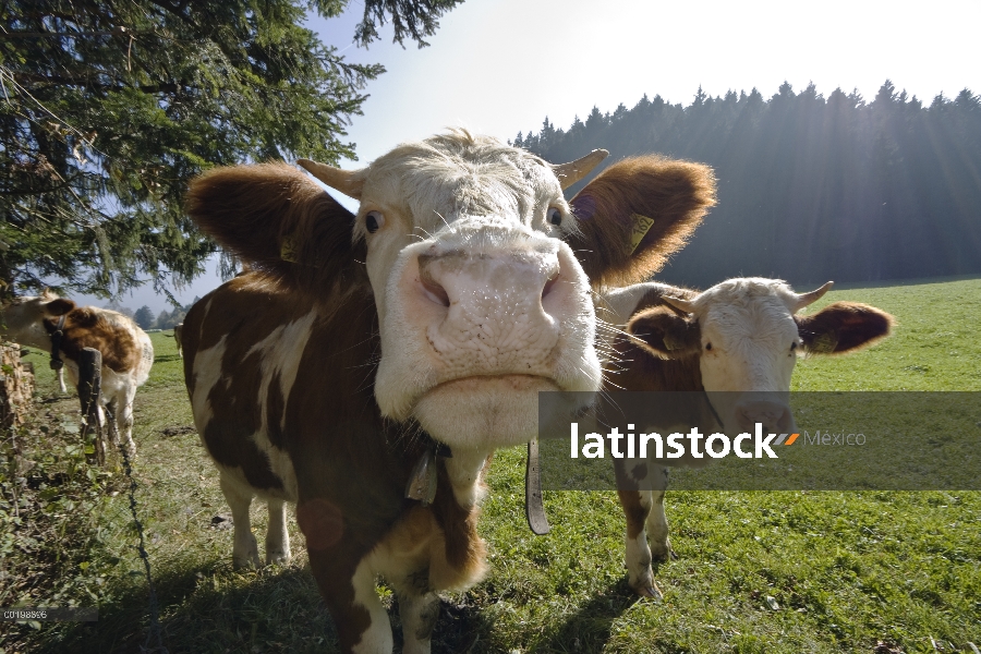 Ganado doméstico (Bos taurus) en pasto, alta Baviera, Alemania