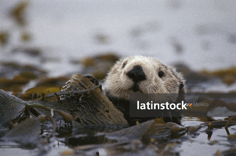 Nutria marina (Enhydra lutris) en la cama de algas marinas, norte del océano Pacífico