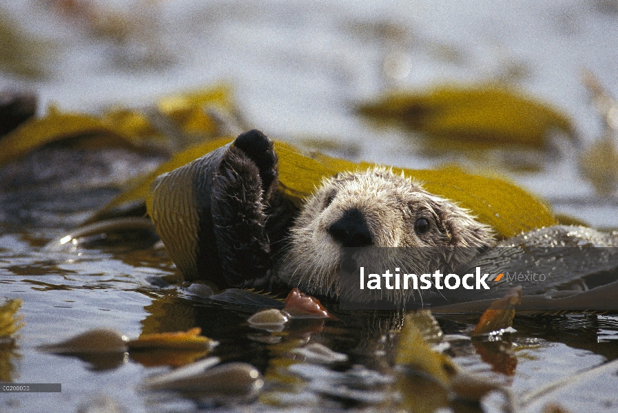 Nutria marina (Enhydra lutris) flotando en la cama de algas marinas, norte del océano Pacífico