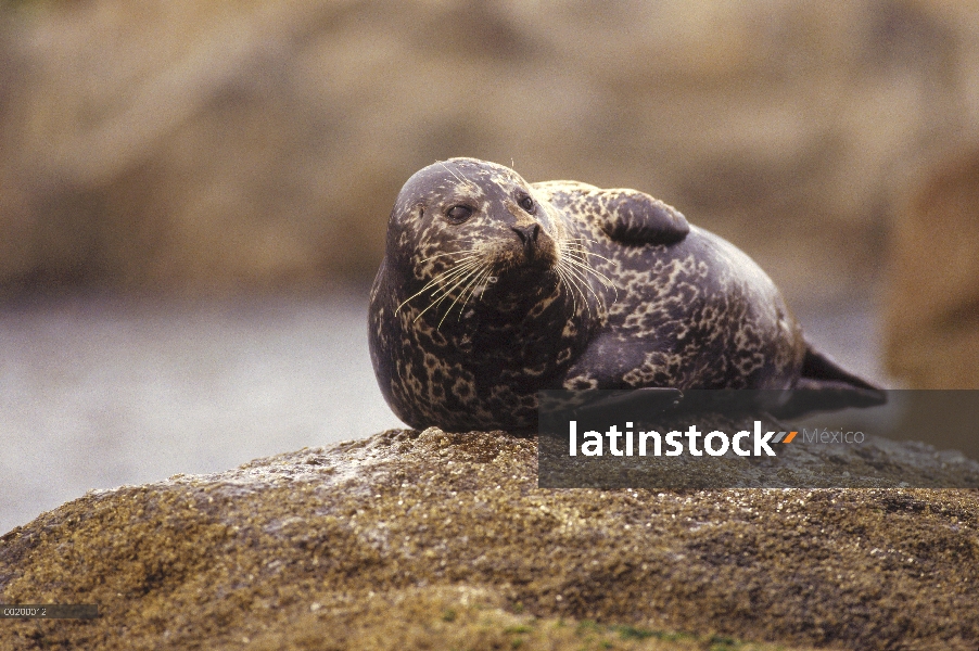 Sello de puerto (Phoca vitulina) en Costa Roca, Pacífico, América del norte