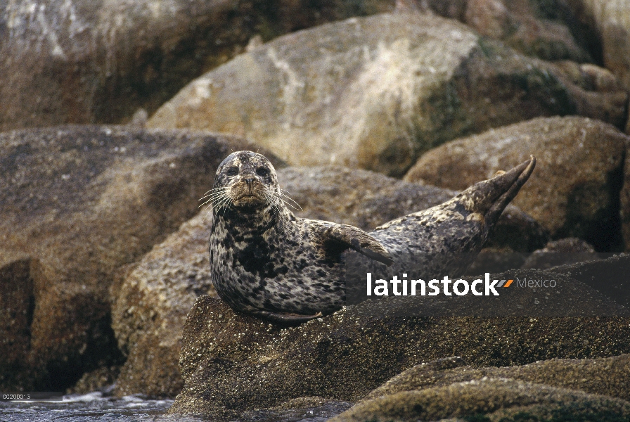 Sello de puerto (Phoca vitulina) en Costa Roca, Pacífico, América del norte