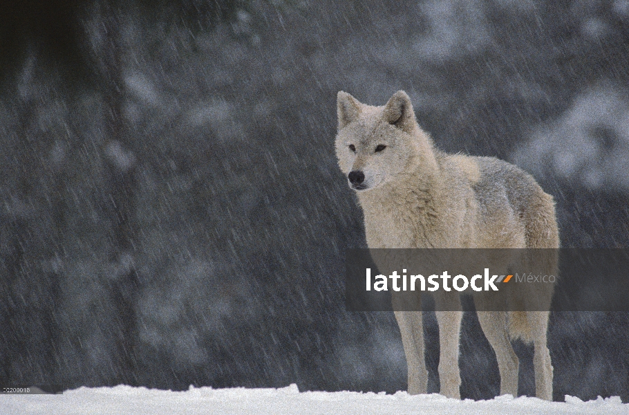 Hembra de lobo (Canis lupus) en Nevada, Estados Unidos de norte