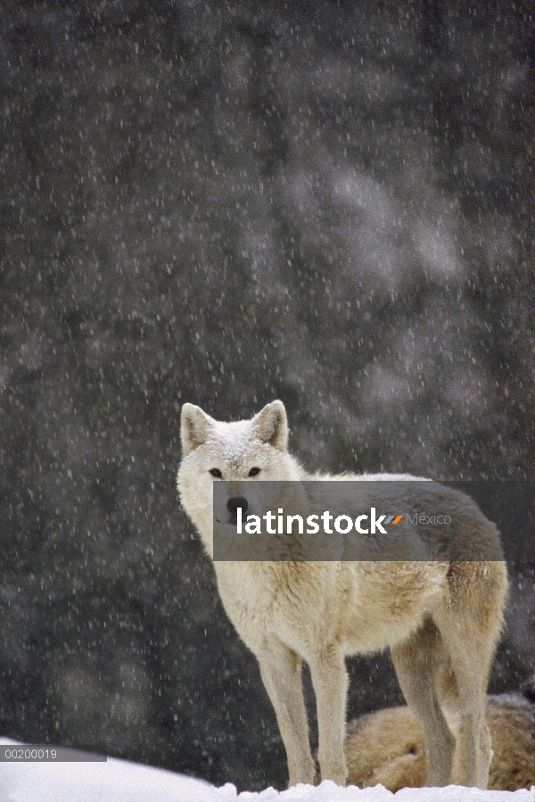 Lobo (Canis lupus) de hembra, templado de América del norte