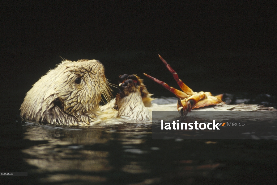 Nutria marina (Enhydra lutris), alimentándose de cangrejos, Océano Pacífico Norte