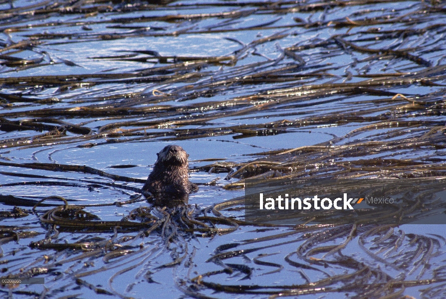 Marino-costera de la nutria marina (Enhydra lutris), Océano Pacífico Norte