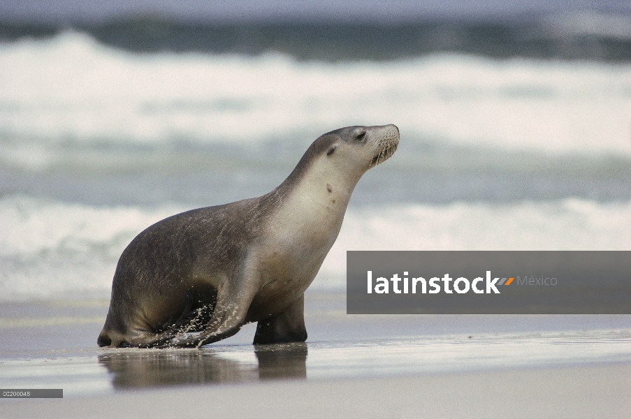 Hembra de León marino australiano (Neophoca cinerea) que viene en tierra, Isla Canguro, Australia