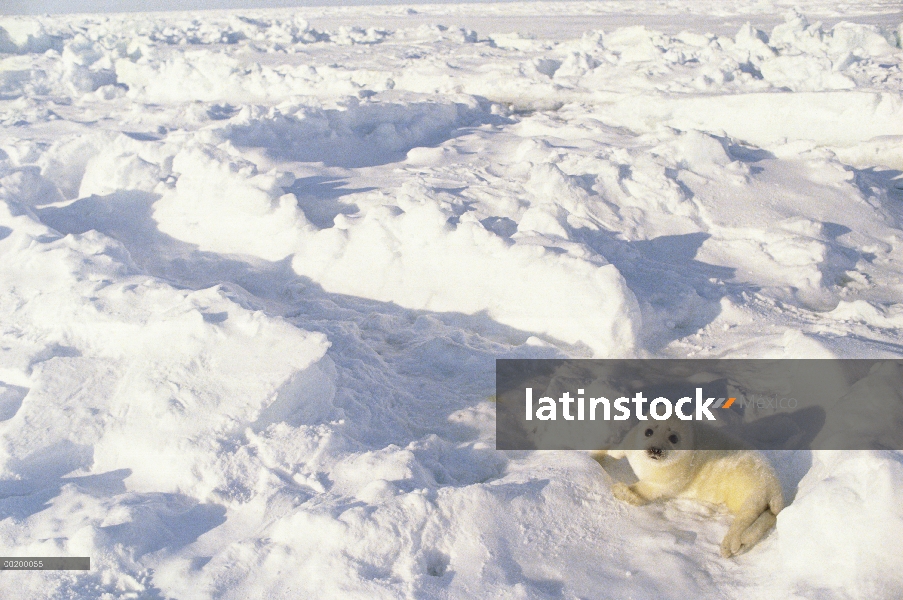 Arpa de Seal (Phoca groenlandicus) pup, Golfo de San Lorenzo, Canadá