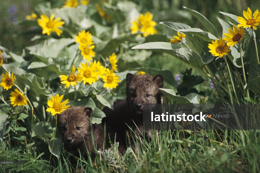 Cachorros de lobo (Canis lupus) entre flores, templados de América del norte