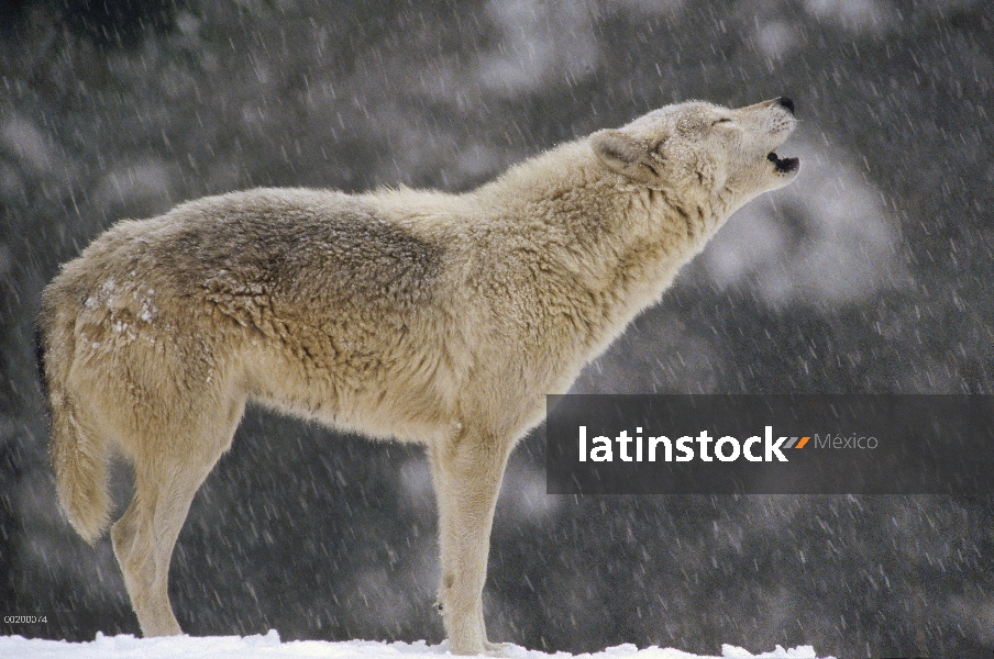 Hembra de lobo (Canis lupus) grito, templado América del norte