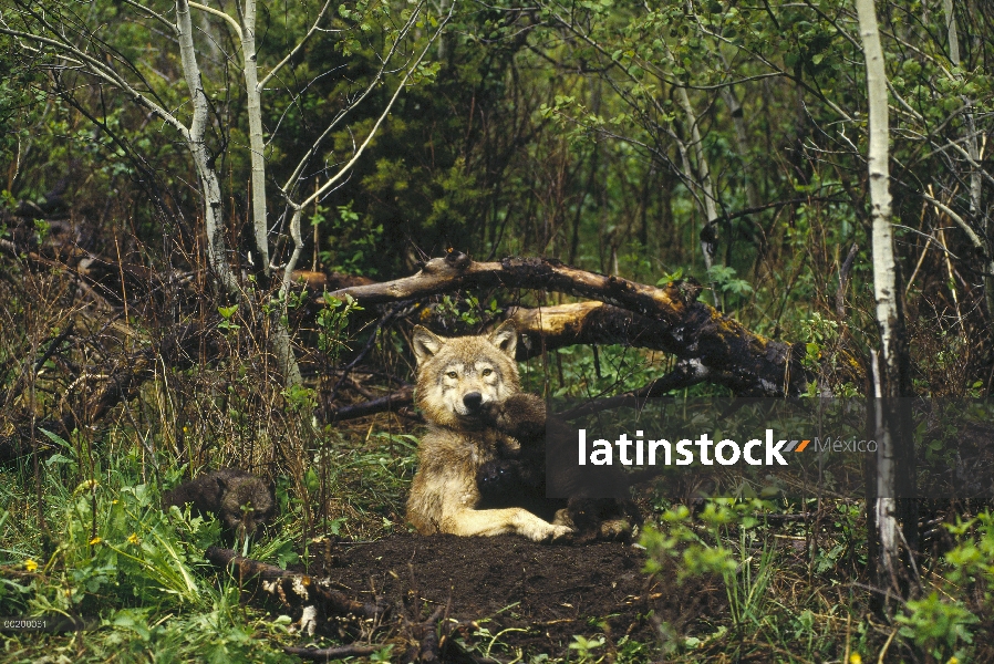 Hembra de lobo (Canis lupus) con, pup, templados de América del norte