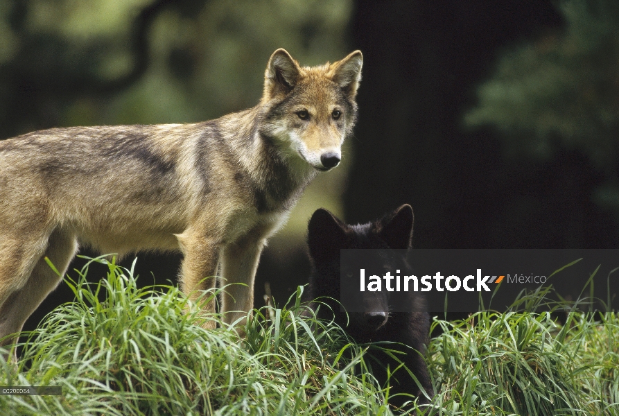 Juveniles del lobo (Canis lupus), cuatro meses viejo, templado de Norteamérica