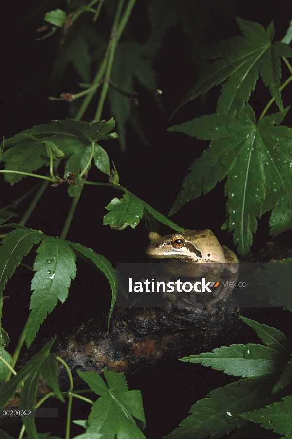 Rana pacífica del árbol (Hyla regilla), Costa del Pacífico, América del norte